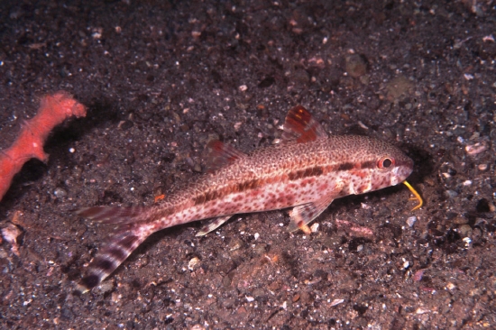  Upeneus tragula (Freckled Goatfish, Bartailed Goatfish)